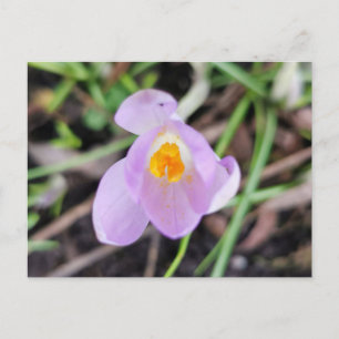 Rosa Crocus Vykort
