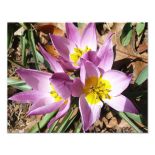 Rosa Crocuses Vår Blommigt Fototryck
