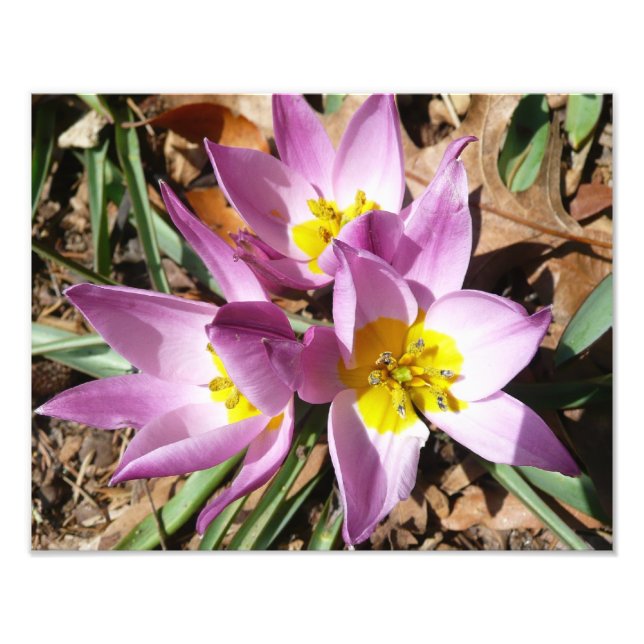 Rosa Crocuses Vår Blommigt Fototryck (Framsidan)