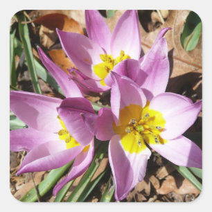 Rosa Crocuses Vår Blommigt Fyrkantigt Klistermärke