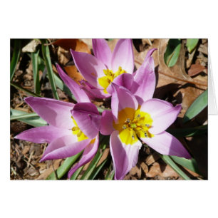 Rosa Crocuses Vår Blommigt Hälsningskort