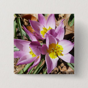 Rosa Crocuses Vår Blommigt Knapp
