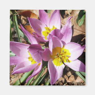 Rosa Crocuses Vår Blommigt Magnet