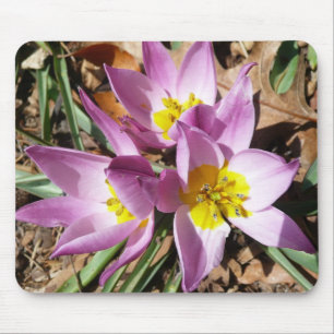 Rosa Crocuses Vår Blommigt Musmatta
