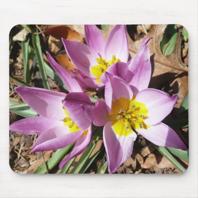 Rosa Crocuses Vår Blommigt Musmatta (Framsidan)