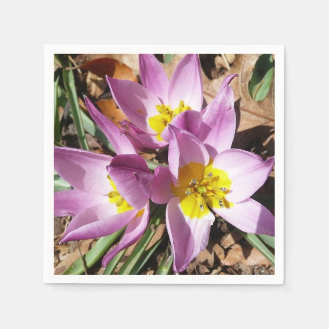 Rosa Crocuses Vår Blommigt Pappersservett (Framsidan)