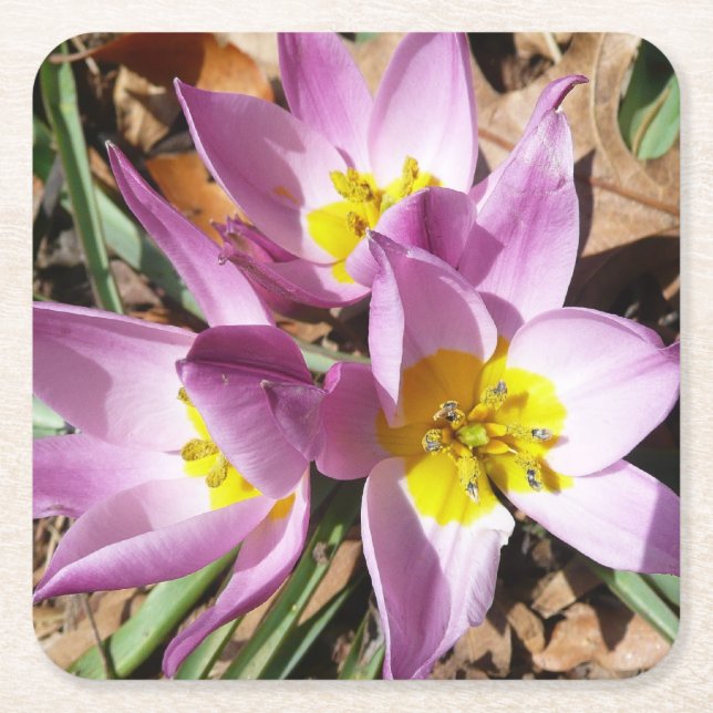 Rosa Crocuses Vår Blommigt Underlägg Papper Kvadrat (Framsidan)