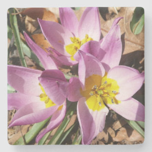 Rosa Crocuses Vår Blommigt Underlägg Sten