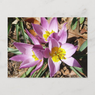 Rosa Crocuses Vår Blommigt Vykort