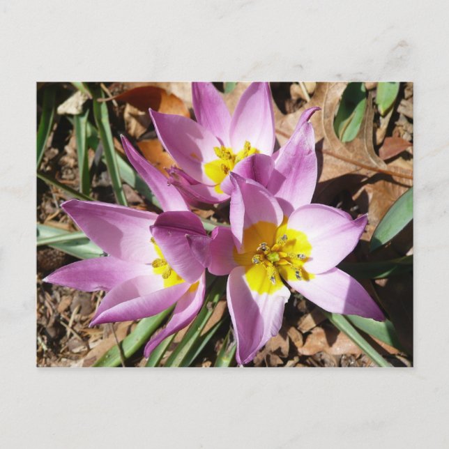 Rosa Crocuses Vår Blommigt Vykort (Framsida)