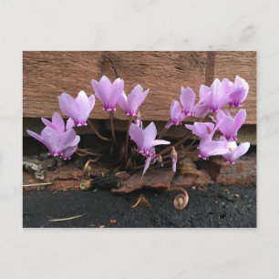 Rosa Cyclamen Flowers vykort
