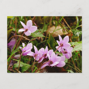 Rosa Cyclamen Flowers vykort