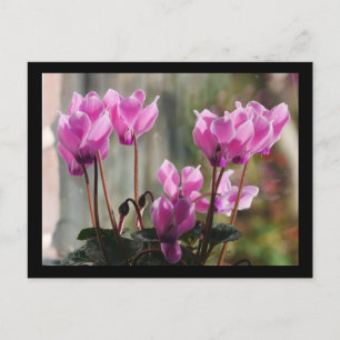 Rosa Cyclamen Flowers vykort