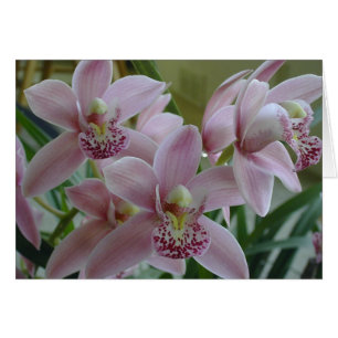 Rosa Cymbidium Orchids Hälsningskort