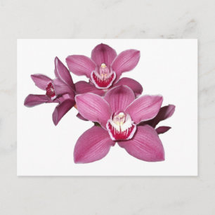 Rosa Cymbidium Orchids vykort