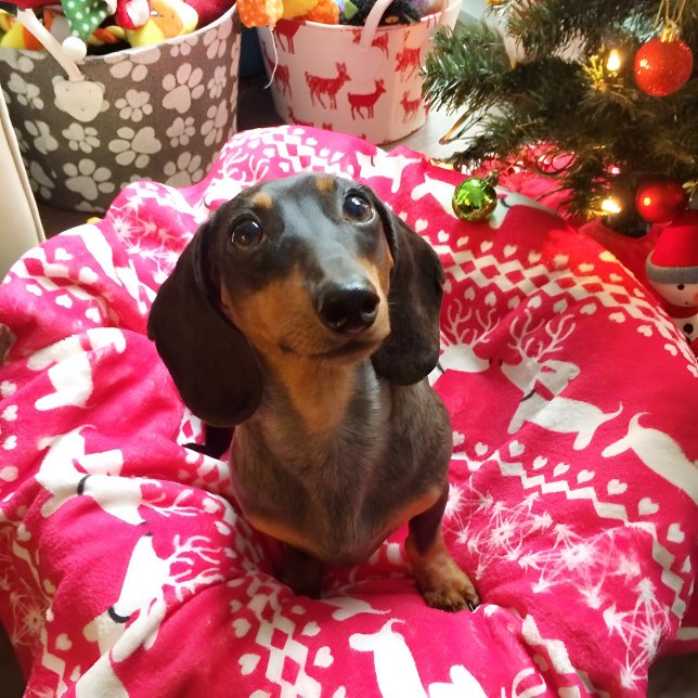 Rosa Dachshund Fair Isle jul Blanket Fleecefilt (Pink wiener dog Christmas blanket featuring reindeer dachshunds. )