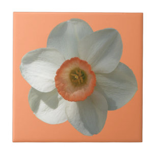 Rosa Daffodil Vår Flower Kakelplatta