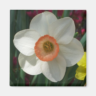 Rosa Daffodil Vår Flower Magnet
