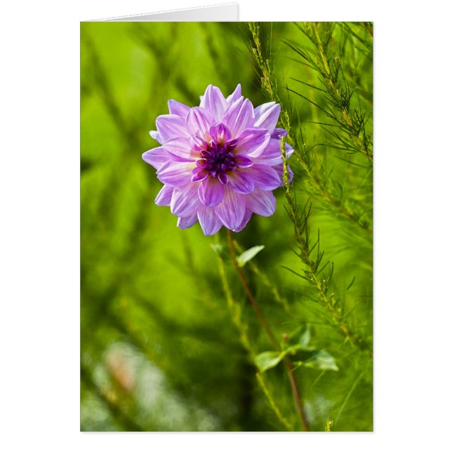 Rosa Dahlia, Aquarell Effect Hälsningskort (Framsidan)