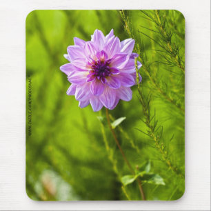 Rosa Dahlia, Aquarell Effekt Musmattor