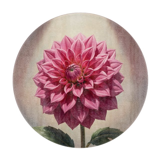 Rosa Dahlia Blomma Botanisk (Framsidan)