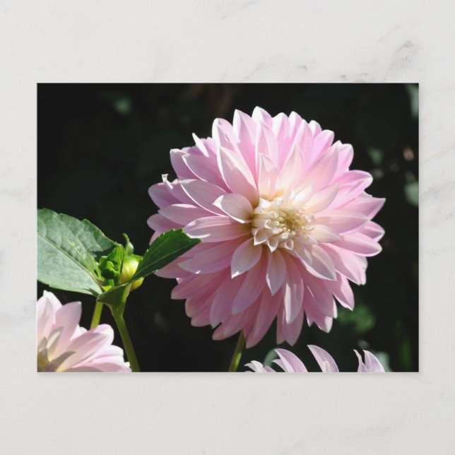 Rosa Dahlia Blomma vykort Sommarblommor (Framsida)