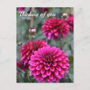 Rosa Dahlia-Blommigt Fotografi Vykort