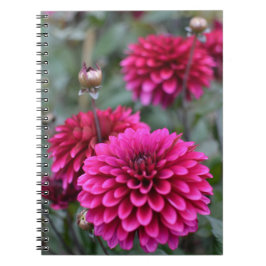Rosa Dahlia-Blommigtens foto - bärbar dator Anteckningsbok