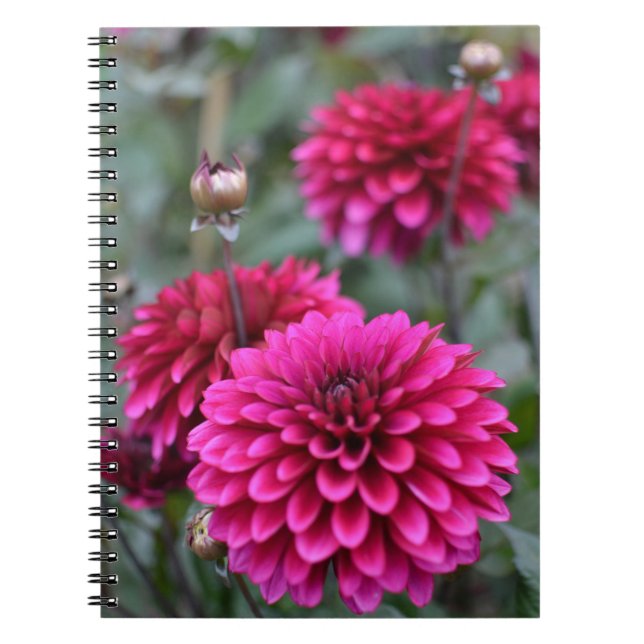 Rosa Dahlia-Blommigtens foto - bärbar dator Anteckningsbok (Framsidan)