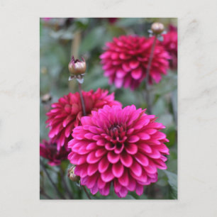 Rosa Dahlia-Blommigtens vykort