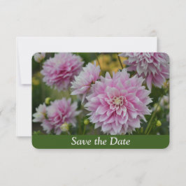 Rosa Dahlia-blommor vid RHS Garden Surprise Birthd Spara Datumet