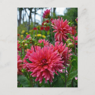 Rosa Dahlia-blomsterträdgård-vykort Vykort