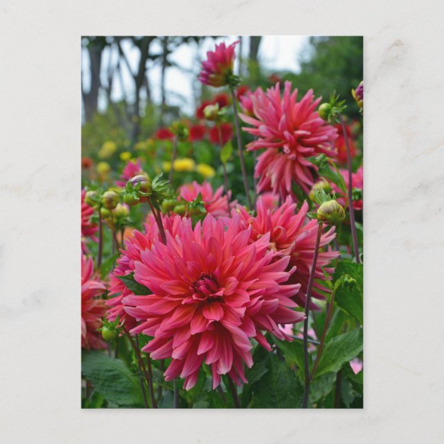 Rosa Dahlia-blomsterträdgård-vykort Vykort (Framsida)