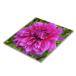 Rosa Dahlia Ceramic Tile Kakelplatta