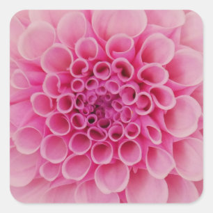 Rosa Dahlia Flower Sticker Fyrkantigt Klistermärke