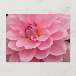 Rosa Dahlia Flower vycard Vykort