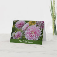 Rosa Dahlia Flowers vid RHS Garden Get well Soon