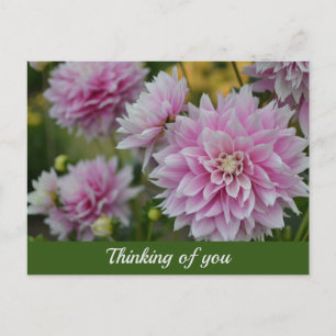 Rosa Dahlia Flowers vid RHS Garden Thinking of You Helg Vykort