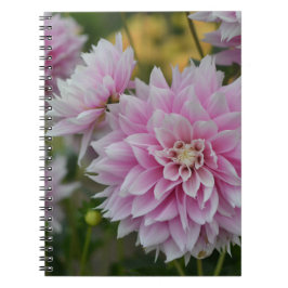 Rosa Dahlia Flowers vid RHS Garden Wisley Anteckningsbok