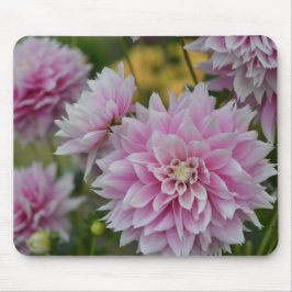 Rosa Dahlia Flowers vid RHS Garden Wisley Musmatta
