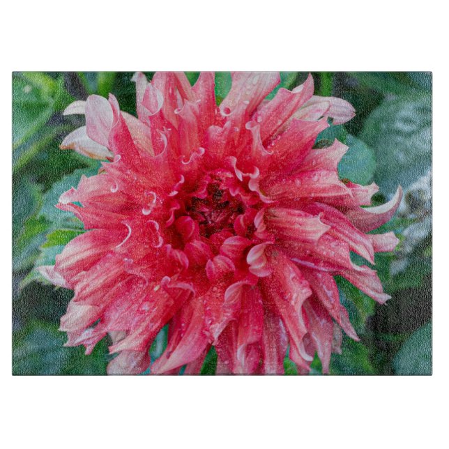 Rosa Dahlia Fotografi, Kanadensisk Blomma (Framsidan)