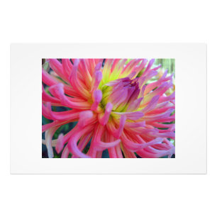 Rosa Dahlia Fototryck