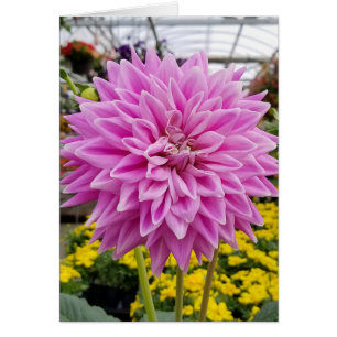 rosa dahlia hälsningskort