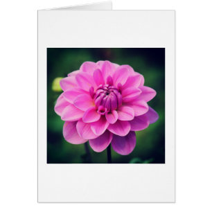 Rosa Dahlia Hälsningskort
