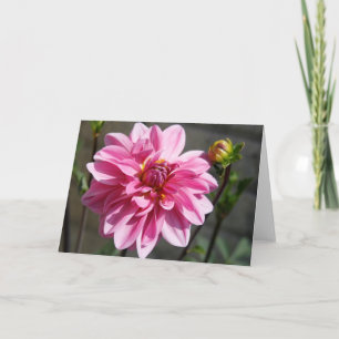Rosa Dahlia-hälsningskort Meddelande
