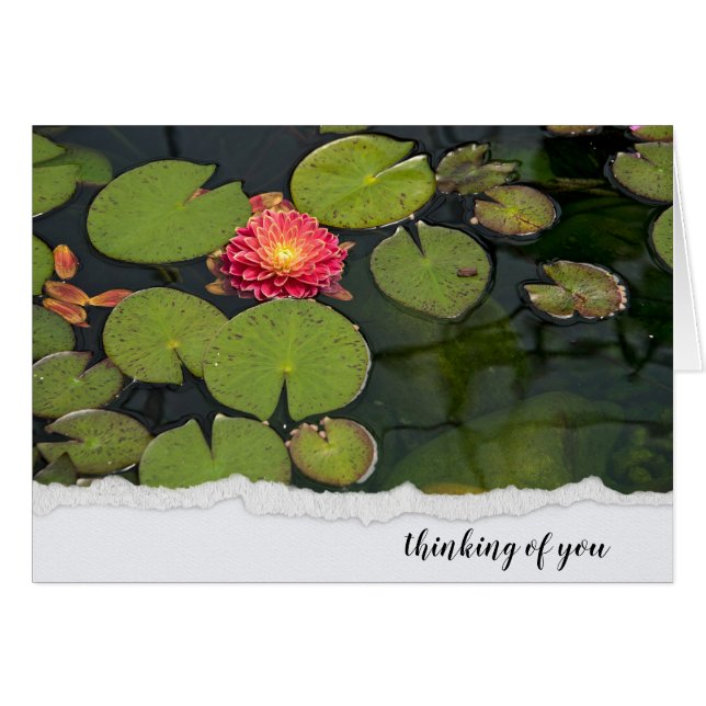 Rosa Dahlia i Lily Dynor Hälsningskort (Framsidan Horizontal)