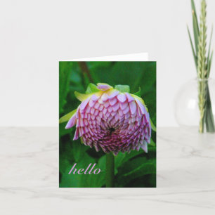 ROSA DAHLIA KORT