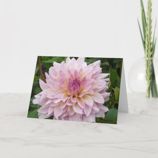 Rosa Dahlia Kort (Framsida)