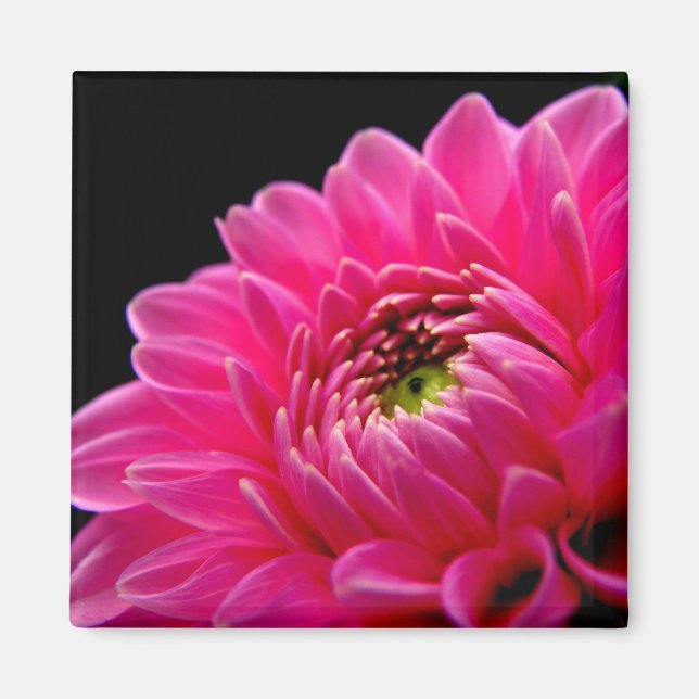 Rosa Dahlia Magnet (Framsidan)