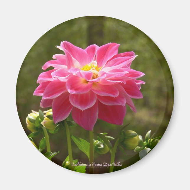 Rosa Dahlia-Magnet Magnet (Framsidan)